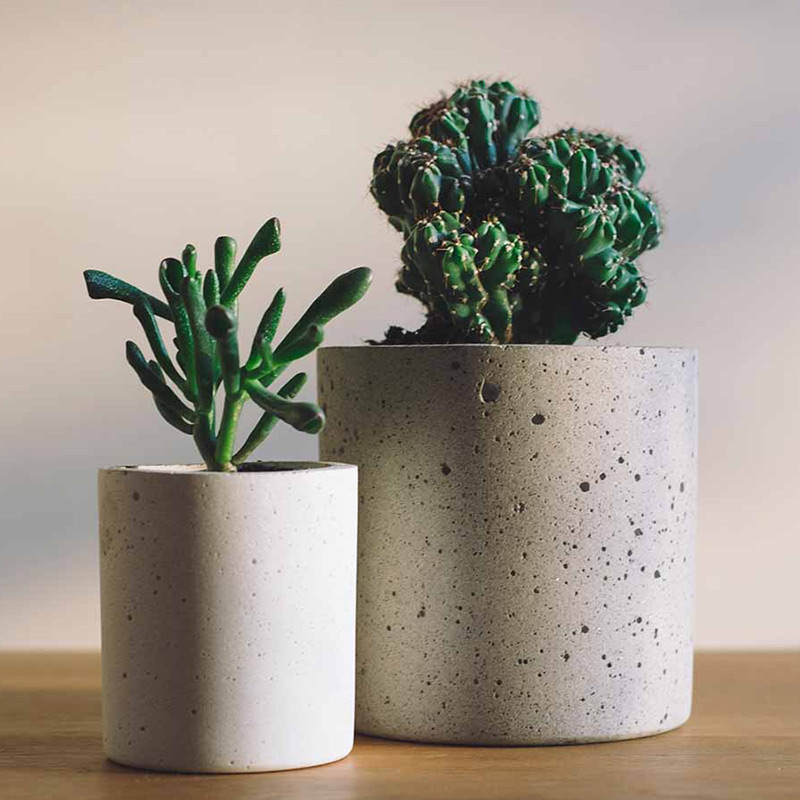Two small potted succulents